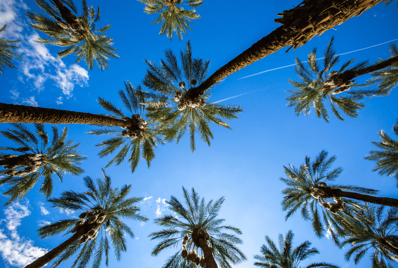 The Rise in Popularity of Dates