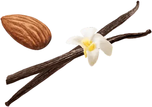vanilla bean flower almond cinnamon stick