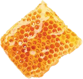 honeycomb with honey
