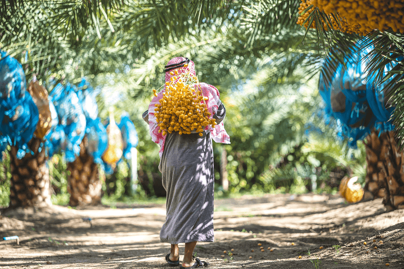 The History and Significance of Dates