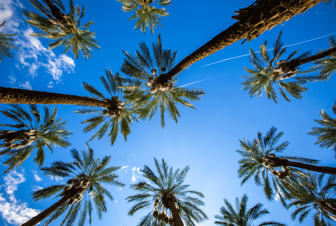 The Rise in Popularity of Dates - Bahamii